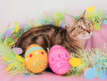 Bengal and Tabby Cats Available for Adoption - Ivy Celeste Snugglepaws | PetCurious