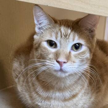 Domestic Short Hair Cats Available for Adoption - Vince | PetCurious