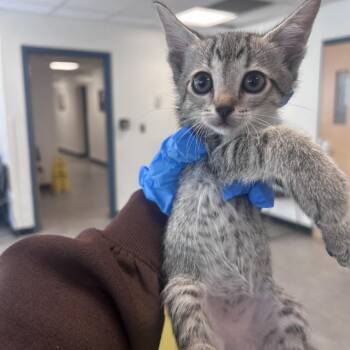 Fauvier -  Domestic Short Hair Cat for Adoption in Philadelphia, Pennsylvania - Fauvier | PetCurious