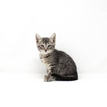 Gnatcatcher -  Domestic Short Hair Cat Available for Adoption in Florence, Arizona - Gnatcatcher | PetCurious