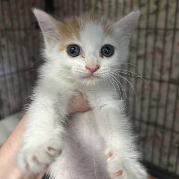 ANASTASIA -  Domestic Short Hair Cat Available for Adoption in Richmond, California - ANASTASIA | PetCurious