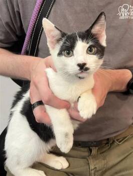 Sarsi -  Domestic Short Hair Cat for Adoption in West Chester, Pennsylvania - Sarsi | PetCurious