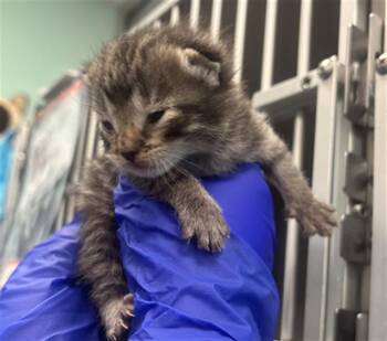 Domestic Short Hair Cats Available for Adoption in Dallas, Texas - FRANKY | PetCurious