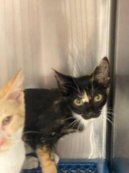 Ragdoll -  Domestic Short Hair and Calico Cat for Adoption in Jackson, Louisiana - Ragdoll | PetCurious