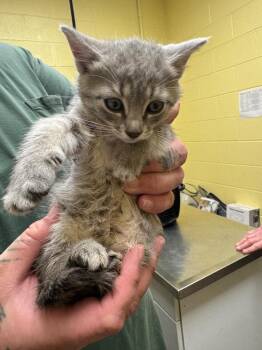 Domestic Short Hair Cats Available for Adoption in Crossville, Tennessee - Moana | PetCurious