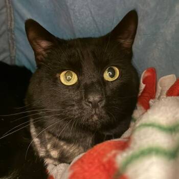 Domestic Short Hair Cats Available for Adoption in Los Angeles, California - Pierre | PetCurious