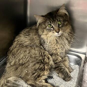Freddy -  Domestic Medium Hair Cat for Adoption in Dekalb, Illinois - Freddy | PetCurious