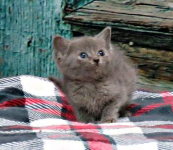 Ixora -  Domestic Short Hair Cat for Adoption in Lexington, Virginia - Ixora | PetCurious