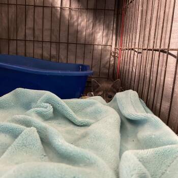 Nama -  Domestic Short Hair Cat for Adoption in Stephenville, Texas - Nama | PetCurious