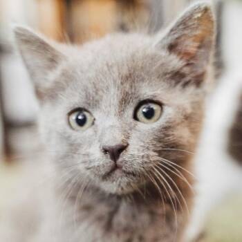Domestic Short Hair Cats Available for Adoption in Los Angeles, California - Jean | PetCurious