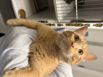 Rescue Domestic Short Hair Cats for Adoption in King George, Virginia - Gordie And Pumpkin | PetCurious
