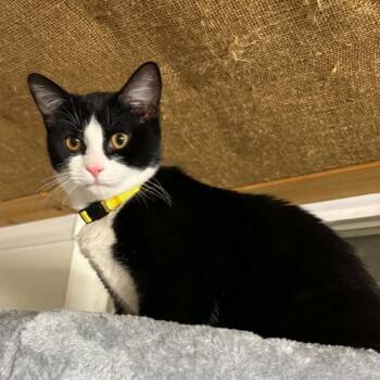 Norma Jean -  Domestic Short Hair Cat for Adoption in Fairway, Kansas - Norma Jean | PetCurious