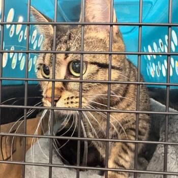 Domestic Short Hair Cats Available for Adoption in Newark, New Jersey - Anastasia | PetCurious