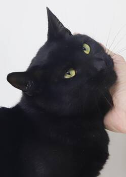 Jennifer Catinson is a RESCUE FAV - THERAPY cat snugglebug - GOR -  Bombay Cat for Adoption in Bedford Hills, New York - Jennifer Catinson Is A RESCUE FAV - THERAPY Cat Snugglebug - GOR | PetCurious