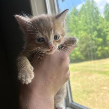 Domestic Short Hair Cats Available for Adoption in Montgomery, Alabama - Sunfire | PetCurious