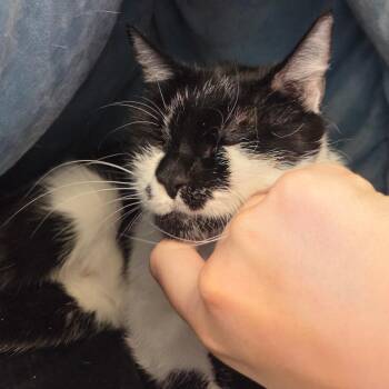 Sadie -  Domestic Short Hair Cat for Adoption in Spokane, Washington - Sadie | PetCurious