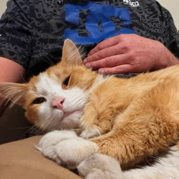 Domestic Short Hair Cats Available for Adoption in Grantsville, Utah - Marvin | PetCurious