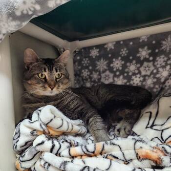 Bob -  Domestic Short Hair Cat for Adoption in Walker, Michigan - Bob | PetCurious
