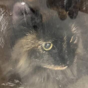 Rusty -  Domestic Short Hair Cat for Adoption in Philadelphia, Pennsylvania - Rusty | PetCurious