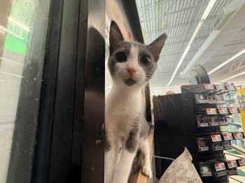 Spice -  Domestic Short Hair Cat for Adoption in Cleveland, Ohio - Spice | PetCurious