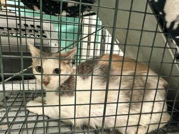 Lella Lambardi -  Domestic Short Hair Cat for Adoption in Rockport, Texas - Lella Lambardi | PetCurious