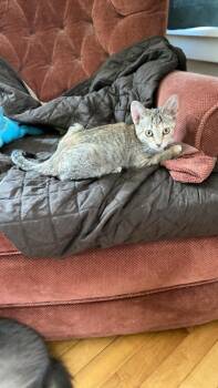 Rescue Domestic Short Hair Cats for Adoption in Albany, Wisconsin - Ginny | PetCurious