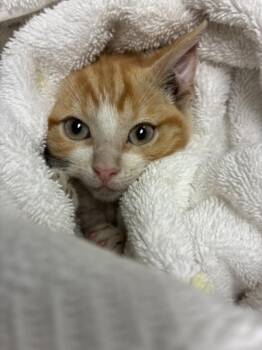 SHANDY -  Domestic Short Hair Cat for Adoption in Loveland, Colorado - SHANDY | PetCurious