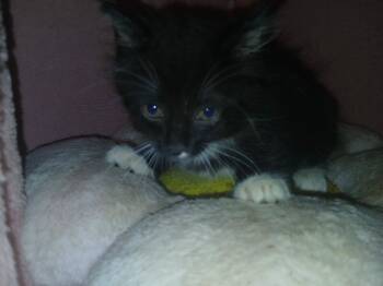 Rescue Tuxedo Cats for Adoption in Partlow, Virginia - Hugo Drax | PetCurious