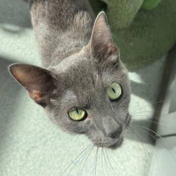 Estrella -  Domestic Short Hair Cat for Adoption in Chicago, Illinois - Estrella | PetCurious