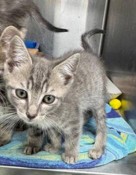 Suart -  Domestic Short Hair Cat for Adoption in Danielsville, Georgia - Suart | PetCurious