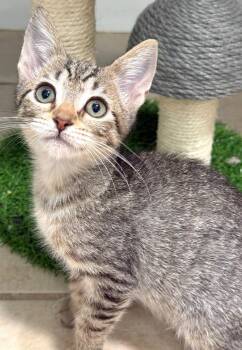 Katla -  Domestic Short Hair Cat for Adoption in Oviedo, Florida - Katla | PetCurious