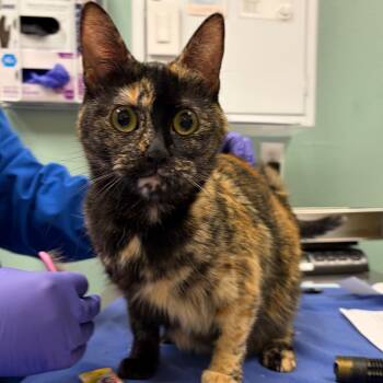 Stray 7/02/26 A64926 -  Domestic Short Hair Cat for Adoption in Keizer, Oregon - Stray 7/02/26 A64926 | PetCurious
