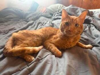 Rocket Pop -  Domestic Short Hair Cat for Adoption in Chicago, Illinois - Rocket Pop | PetCurious