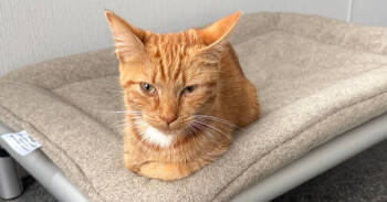 Rescue Domestic Short Hair Cats for Adoption in Virginia Beach, Virginia - Cheeto | PetCurious