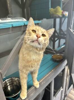 Tabby Cats Available for Adoption in Grand Rapids, Michigan - Tristan - CHOW HOUND | PetCurious
