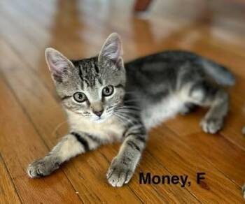 Money -  Domestic Short Hair Cat for Adoption in Darien, Georgia - Money | PetCurious