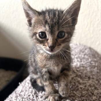 Domestic Short Hair Cats Available for Adoption in Austin, Texas - Inventor Of Cuteness 3 | PetCurious