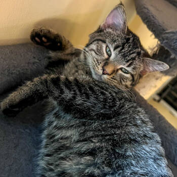 Rescue Domestic Short Hair Cats for Adoption in Des Moines, Iowa - Squeak | PetCurious