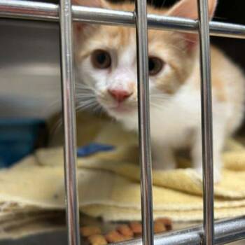 Legend -  Domestic Short Hair Cat for Adoption in Burlington, Iowa - Legend | PetCurious