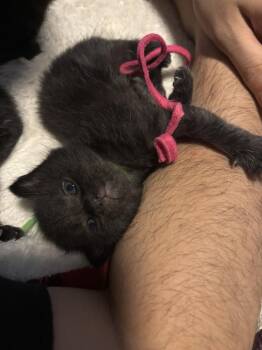 Domestic Short Hair Cats Available for Adoption in Virginia Beach, Virginia - Zara | PetCurious