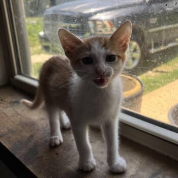 Alabama -  Domestic Short Hair Cat for Adoption in Bentonville, Arkansas - Alabama | PetCurious
