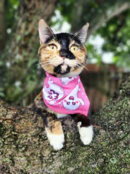 Roo -  Calico Cat for Adoption in Sunrise, Florida - Roo | PetCurious