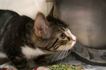 Rescue Domestic Short Hair Cats for Adoption in New Milford, Connecticut - Sawyer | PetCurious