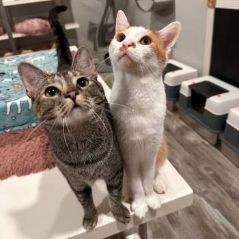 Moth -  Domestic Short Hair Cat for Adoption in Greensburg, Pennsylvania - Moth | PetCurious