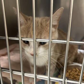 Domestic Short Hair Cats Available for Adoption in Charlottesville, Virginia - Tiger Jade | PetCurious