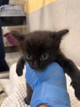 Kuku -  Domestic Short Hair Cat for Adoption in Honolulu, Hawaii - Kuku | PetCurious