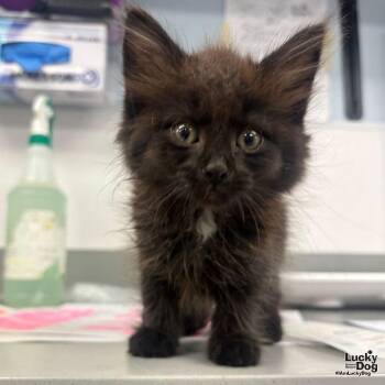 Domestic Long Hair Cats Available for Adoption in Washington, District Of Columbia - Saturn | PetCurious
