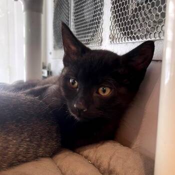 Rescue Domestic Short Hair Cats for Adoption in Los Angeles, California - Kubrick | PetCurious