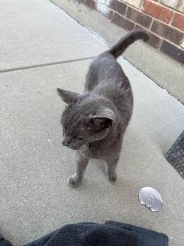 SILVER MIST -  Domestic Short Hair Cat for Adoption in Louisville, Kentucky - SILVER MIST | PetCurious