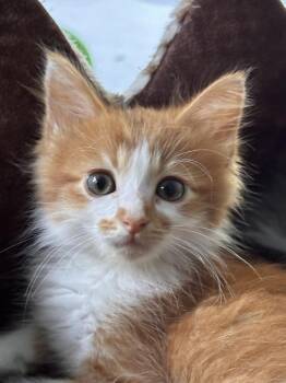 Pajamas -  Domestic Medium Hair Cat for Adoption in St. Augustine, Florida - Pajamas | PetCurious